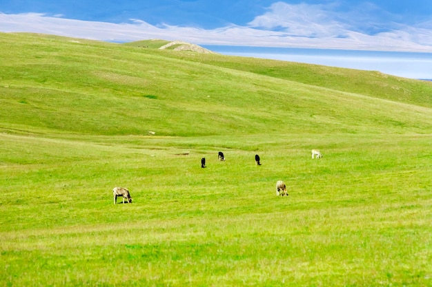 写真 馬は牧草地で放牧します