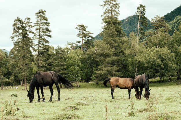 Лошади пасутся на лугу на фоне гор