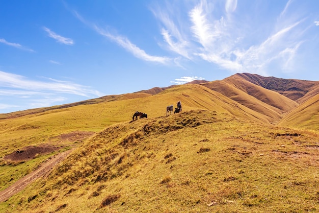 Horses graze in a meadow in the Caucasus mountains