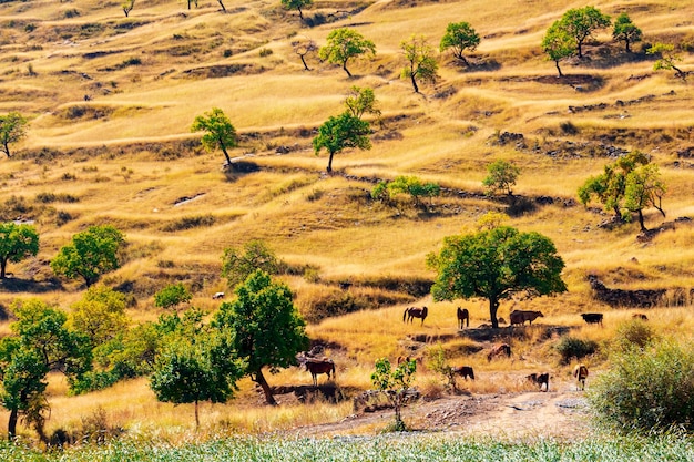 ダゲスタンの牧草地で馬が放牧されている