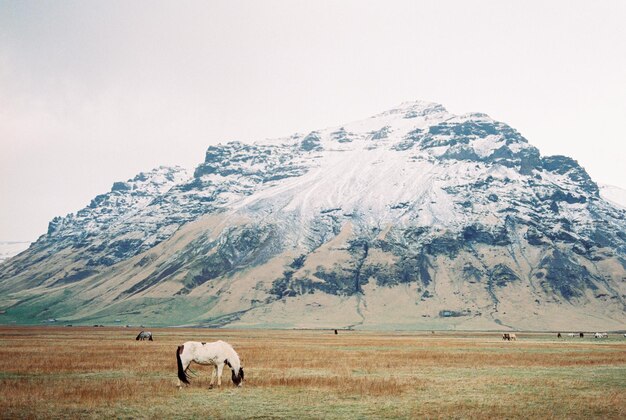 Horses graze in the meadow near the snowy mountains Iceland