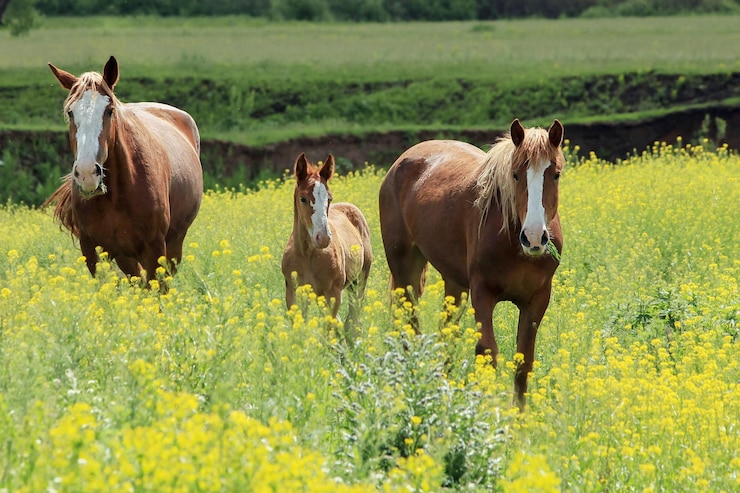 晴れた暖かい夏の日馬が草原で放牧しています