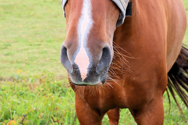 Horses graze in the meadow