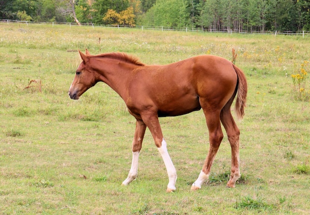 Horses graze in the meadow