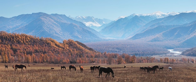 Horses graze in a mountain valley panoramic autumn view