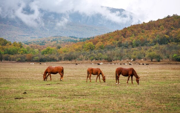 Horses graze near the mountain in the pasture in the autumn.