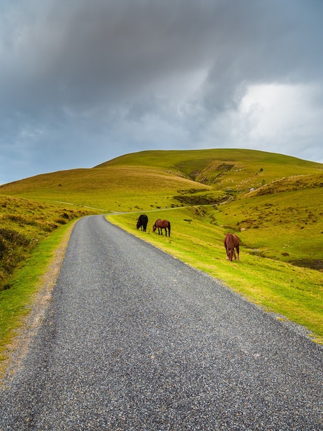 Horses graze on the side of a lonely mountain road that climbs between green pastures