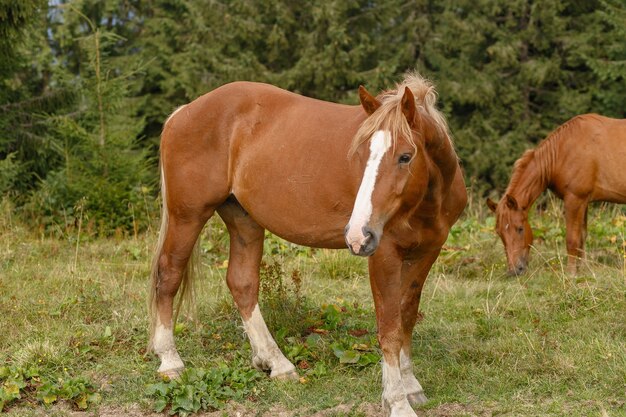 Horses grazed on a mountain pasture against mountains. Summer