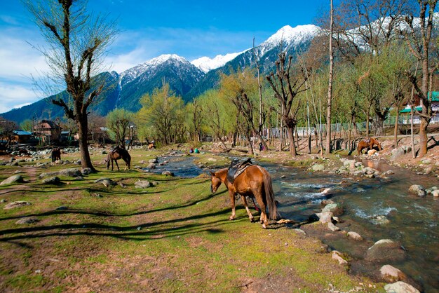 Foto cavalli che pascolano vicino al ruscello nella foresta