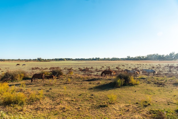 El Rocio Sanctuary Huelva Andalusia 옆의 Donana 공원에서 풀을 뜯는 말들