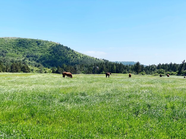 Photo horses grazing on field against clear sky