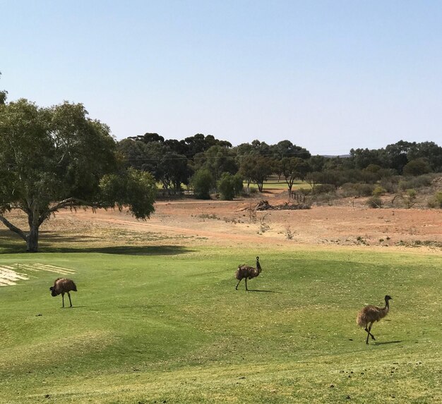 Horses grazing on field against clear sky