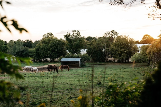 Foto cavalli che pascolano sul campo in una fattoria