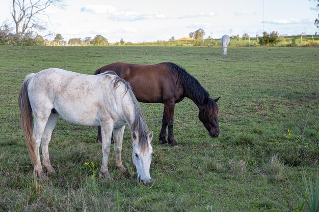 Horses grazing in a field in the late afternoon