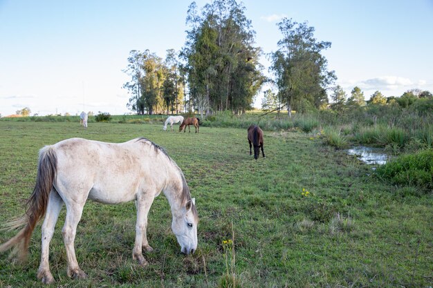 Foto cavalli al pascolo in un campo nel tardo pomeriggio