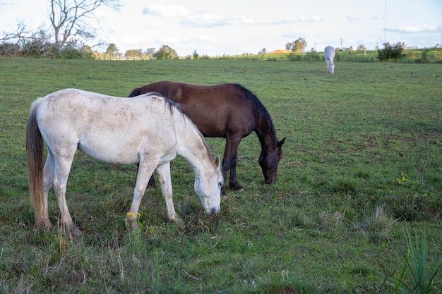 Foto cavalli al pascolo in un campo nel tardo pomeriggio