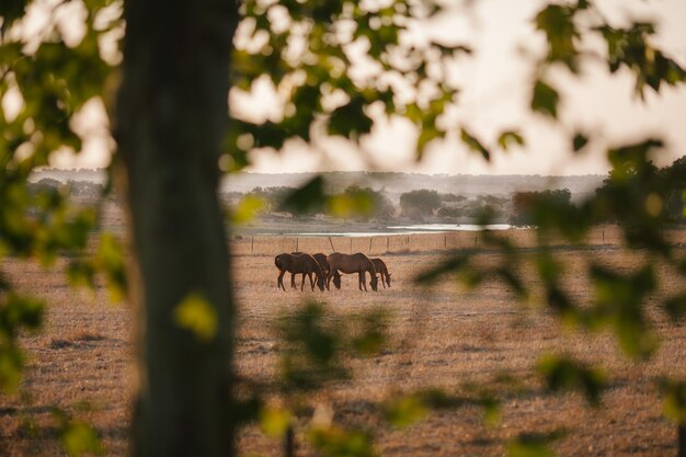 Photo horses grazing on field seen through branches during sunset