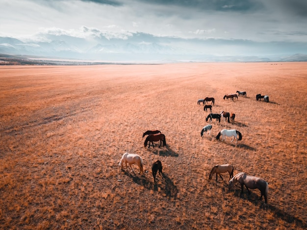 Horses grazing in a field at sunset Autumn landscape of Kurai steppe in Altai Russia