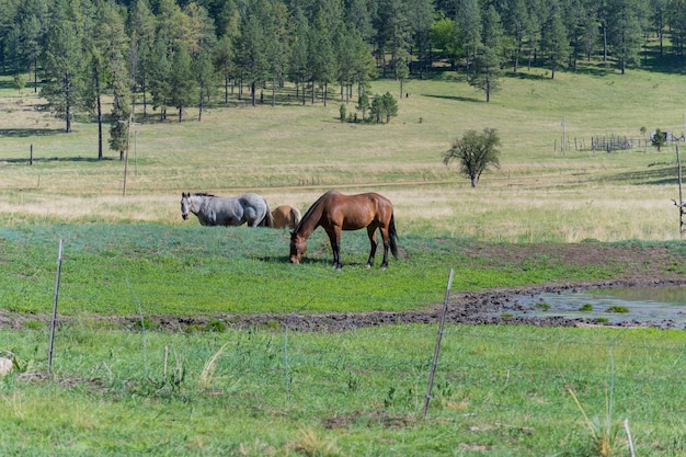 Horses grazing in a field with a forest in the background