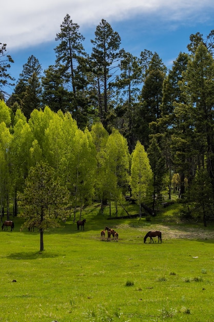Horses grazing in a field with trees in the background