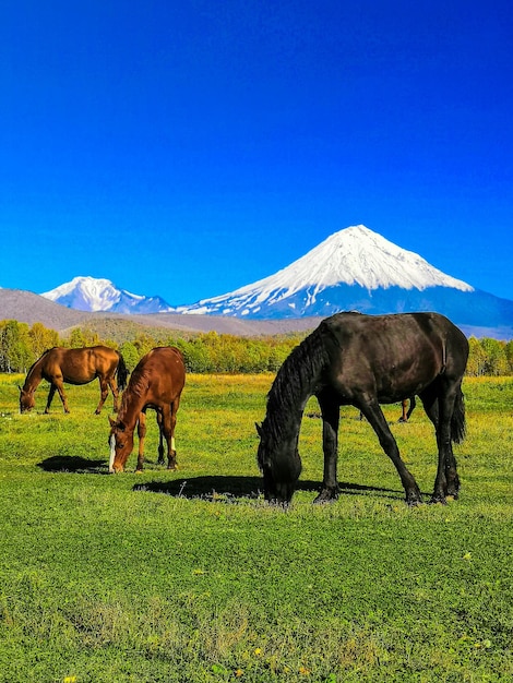 Horses grazing in a field