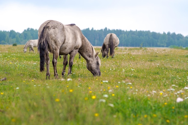 Horses grazing on field