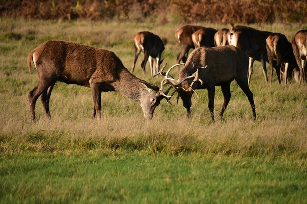 Photo horses grazing in a field