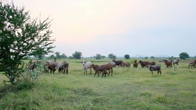 Horses grazing in a field