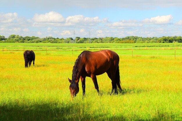 Horses grazing in a field