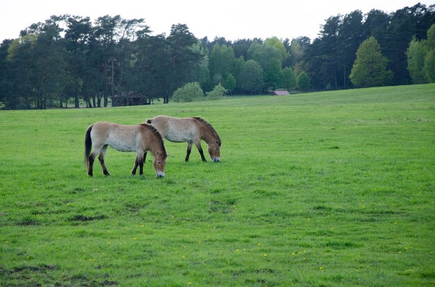 Horses grazing in a field