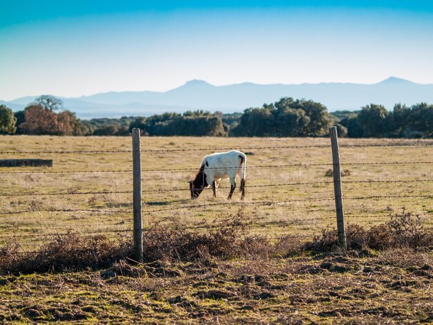 Photo horses grazing in a field