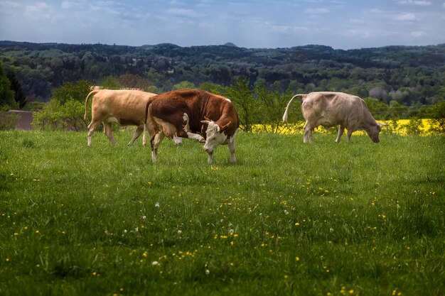 Foto cavalli che pascolano in un campo