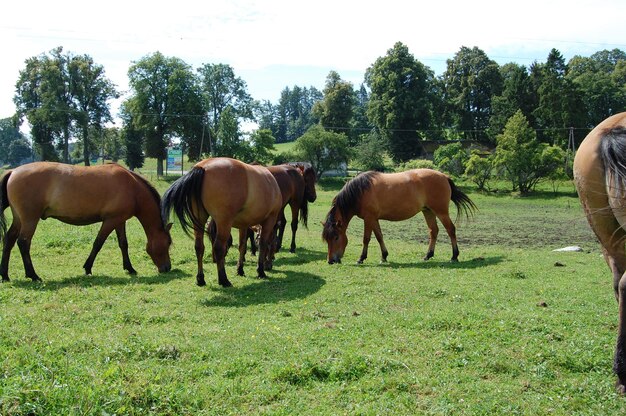 Photo horses grazing in a field