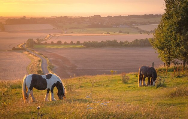 Foto cavalli che pascolano in un campo