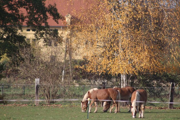 Foto cavalli che pascolano in un campo