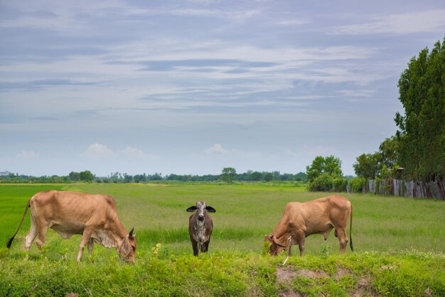 Photo horses grazing in a field