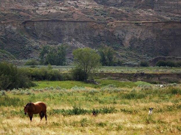 Horses grazing in a field