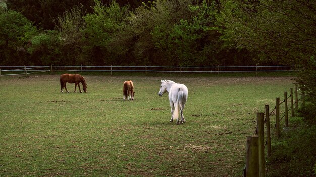 Horses grazing in a field