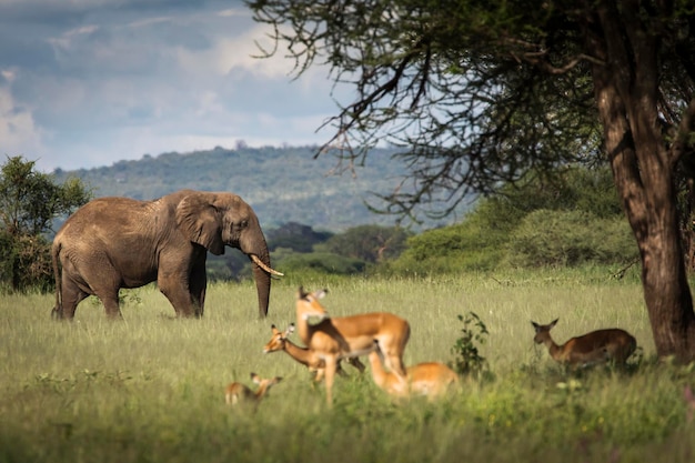 Photo horses grazing in a field