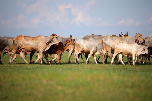 Foto cavalli che pascolano in un campo