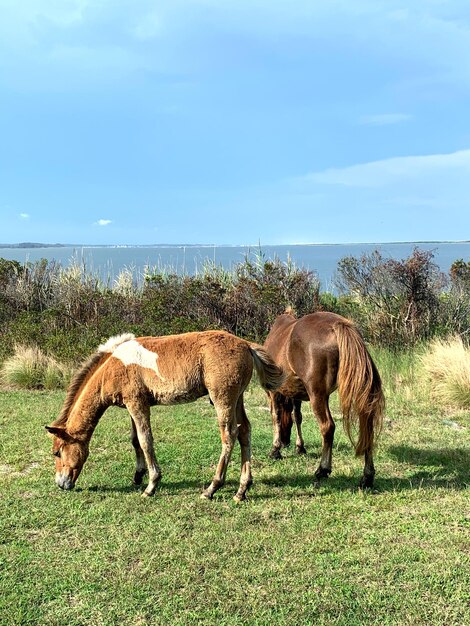 Foto cavalli che pascolano in un campo