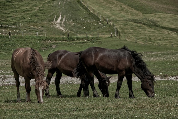 Photo horses grazing in a field