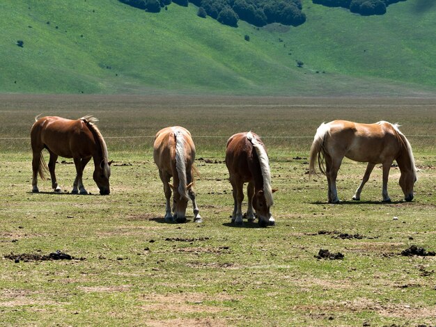 Horses grazing in a field