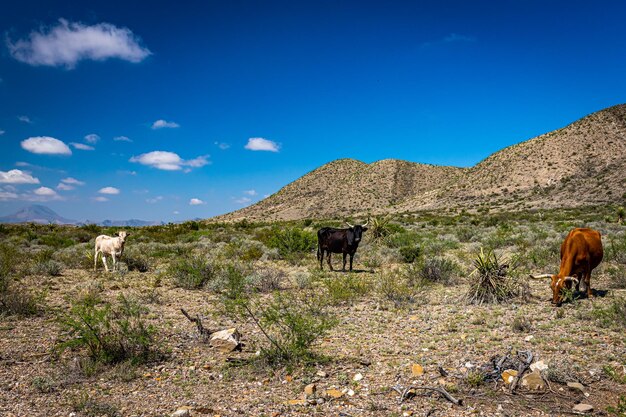 Horses grazing in a field