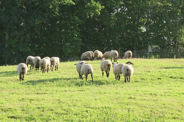 Photo horses grazing in a field