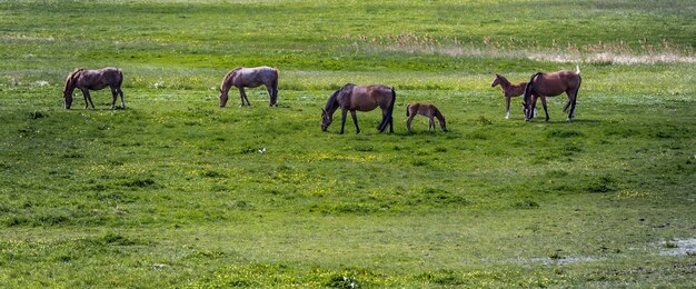 Horses grazing in a field