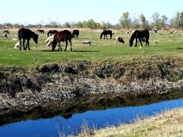 Horses grazing in a field