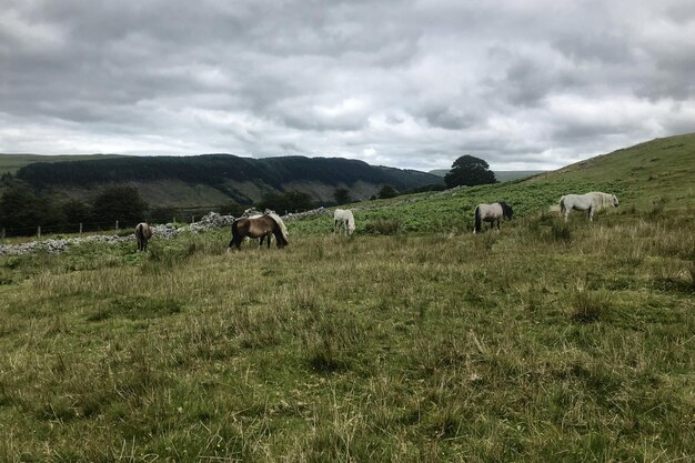 Horses grazing in a field