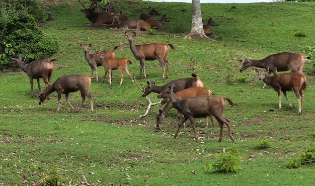 Horses grazing in a field