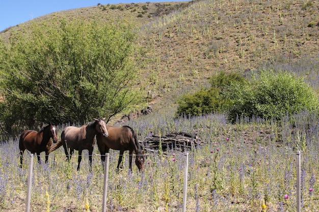 Foto cavalli che pascolano sul campo